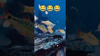 Most Beautiful Barb Fish In Aquarium🫣 #shorts