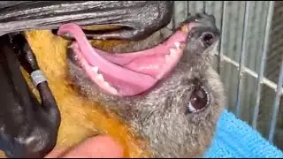 Daily life in Mandi's aviary:  Gelert, Cinders, Teddy, Meep, and the rest of the gang