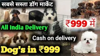 Cheapest Dog Puppies Market in Delhi Ncr 2026 | German Shepherd | Labrador | Shih Tzu | Poodle Dog