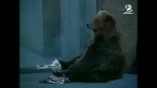 International Fund For Animal Welfare Awareness Of Endangered Species: Law With Teeth (1999)