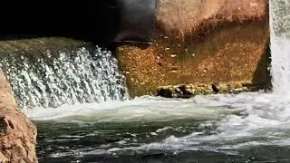 Port Hope#三文魚#鮭魚#迴游#精彩片段#Salmon Run#Highlights#Ontario#Canada #Corbett's Dam#Toronto#多倫多#Oct 3 2025 
