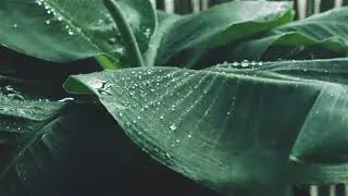 Rain Sounds to help you sleep