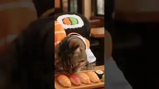Uncle, aunt, I'll eat sushi first, okay. #cat#sushi#kitten#funny#anime#happy