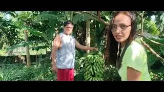 At my  mini garden #harvest#banana#farm#farming