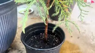 I might have too many trees.
