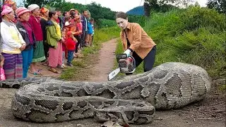 Female Hunter Confronts The Largest Giant Python Ever Seen - Danger Is Near When Harvesting