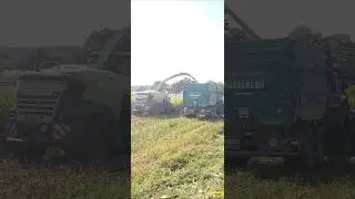 Claas Jaguar 950 und Case Puma 165 #landwirtschaft