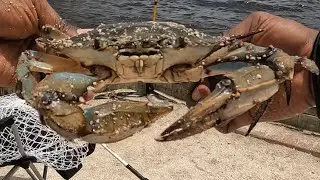 How To Catch Blue Crabs Using 2 Ring Nets!! #fyp#fish#crab#crabbing#fishing#river#foryou