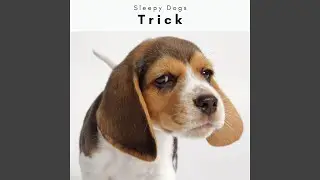 Gentle Dog Dream Nature Sounds for Instant Relax