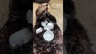 Cutest otter behavior🥰😂#otter#otters #babyotter #funny #bottlefeedingbabies #zoolife#waggingtails
