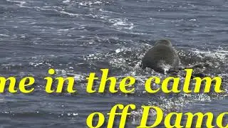 Ocean Shores Seal Pup Release at Damon Point