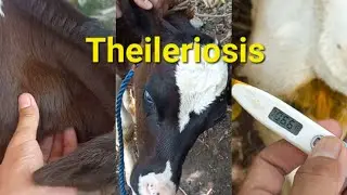 Theilerioses, clinical Signs/  Ticks borne disease/  Calf Theileria