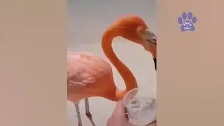 Animais VS Humanos Engraçados #49
