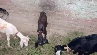 Goat farming Bihar Number 1 @GyasuGawWala