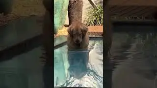 Coconut Tree With Dog.mp4 # &ldquo;The Cartoon Caper &ndash; Fun, Laughter & #TheCartoonCaper #funnycartoons