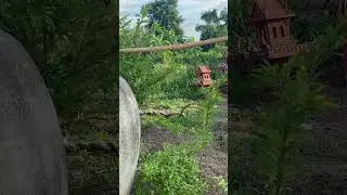 Two huge cobra have mesmerising combat dance in mating ritual
