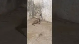 Nag urh gya
