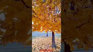 Golden Hour in Hamel Legion Park #nature #goldenhour #park #autumn #fallcolors #minnesota