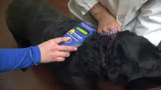 On Your Side: Animal advocates warn pet owners to check their microchips after Texas company clos...