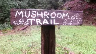 Quick lil rainy-day walk with forest fairy! ;)✨🧚