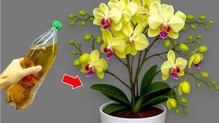 Сверху вылейте одну бутылку! Все орхидеи без цветов сразу же зацветут круглый год.