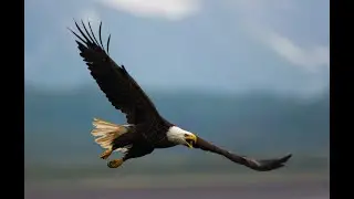 Carved Eagle in Flight on the American Flag | A Powerful Tribute to American Freedom & Patriotism
