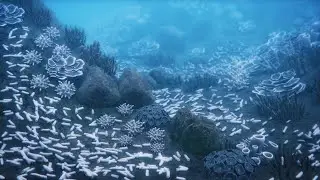 How China is destroying the world's coral reefs