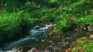 Peaceful River Flowing Through a Quiet Forest &ndash; Gentle Nature Sounds for Deep Sleep and Study Focus