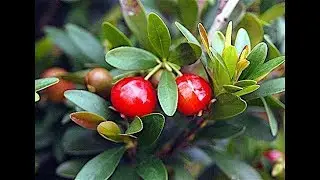 Cereja An&atilde; &ndash; Eugenia mattosii