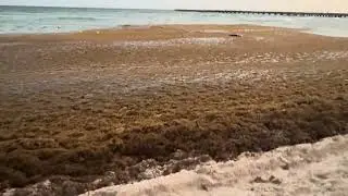 Seaweed / Sagassum in Playa del Carmen 