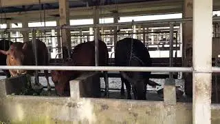 Carolais Breed Bull