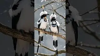 Grow old together, forever love birds #magicalanimals #happybird #sobeautiful