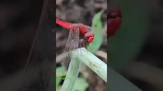 Dragonfly eating insects! #macro #trendingshorts #viralvideos
