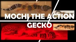 3/7 Live Mochi The Action Lizard Leopard Gecko Enclosure Feeding Crickets Worms Hide Shedding Care