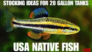 20 to 40 Gallon Tank: Native USA Fish & Plant Ideas + Open Chat / Q&As Music Song & Comedy?