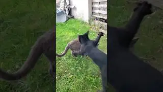 NO ! I'M A FIERCE NINJA KITTEN ! 😹🥷 #confuciusninjakitten #blackcat #blackcatsrule #shorts