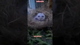 Obhodro Prem 😊☺️#shorts#trending#song#cute#owl#love#music#youtubevideo🩷🩷🩷🩷🩷🩷🩷