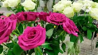 Most beautiful variety of roses from Kenya  # Like & Subscribe # Part 1
