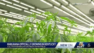 Medical marijuana is officially growing in Kentucky