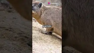 D&eacute;couvrez le myst&eacute;rieux Daman du Cap!