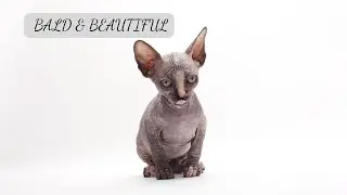 Nachoo's Revenge! - BALD & BEAUTIFUL