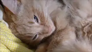 MAINE COON NAMED SWEETIE I SEE YOU HAVE A COMPUTER CHAIR SWEETIE LIKES COMPUTER CHAIRS MOVE OVER LOL