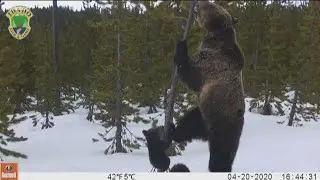 WATCH: Camera catches grizzly bear foraging with cubs in Idaho wilderness