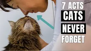 The 7 Acts of Love Your Cat Hopes to Receive From You