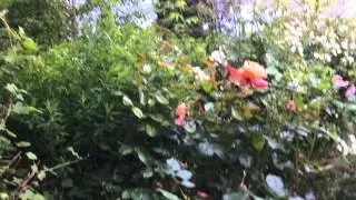 20150621 walking through Hugh and June's secret garden in Blockley UK