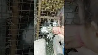 #loveanimals #agnu #lovepapa #rabbits
