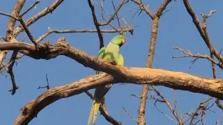 Rose-Ringed Parakeets Perched on Tree Branches