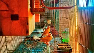 Fawn Java finches🐦🐦🐦 in Happy Mood 😍😍🥰🥰❤❤@Birdyswings House 🏠💒🏫🏛
