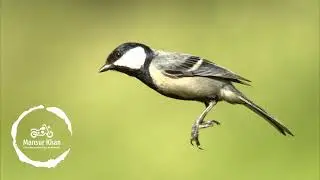 Cinereous tit call | cinereous tit | tit