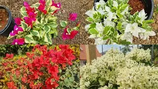 150 രൂപ മുതൽ Hybrid Bougainvilla പ്ലാന്റ്സുകൾ!!|Bougainvilla|Plants|Zahar Gardens|